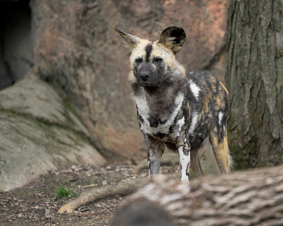 African Painted Dog