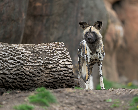 African Painted Dog