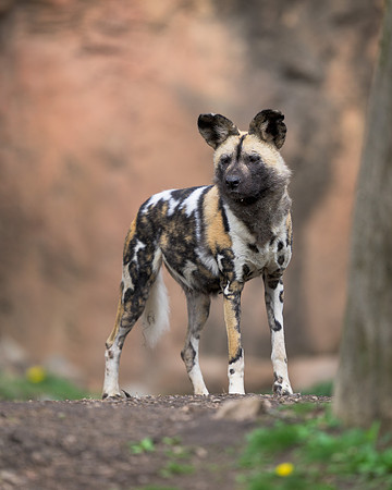 African Painted Dog