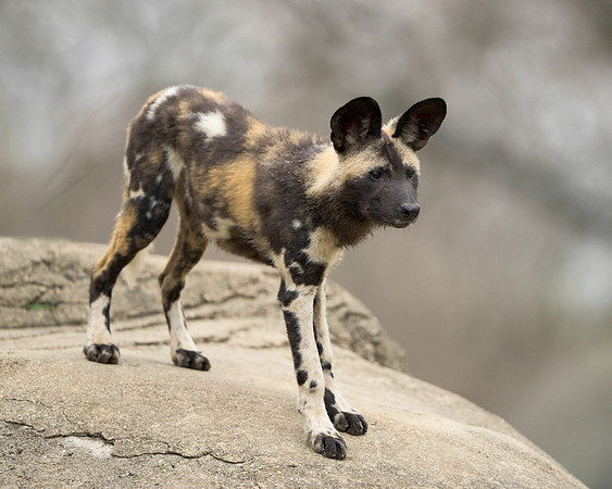African Painted Dog