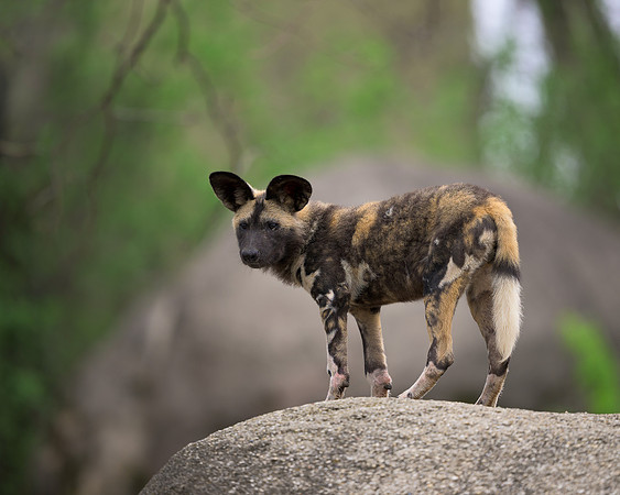 African Painted Dog