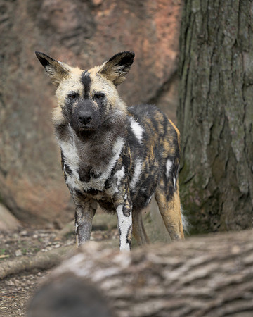 African Painted Dog
