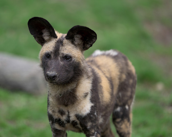 African Painted Dog