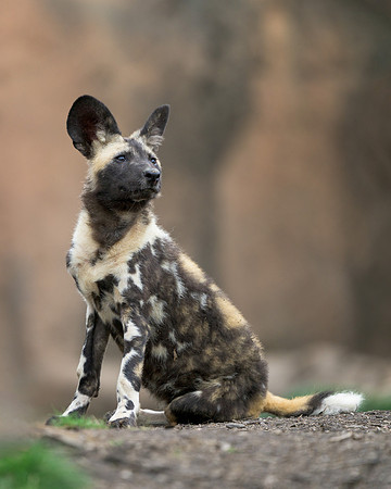 African Painted Dog