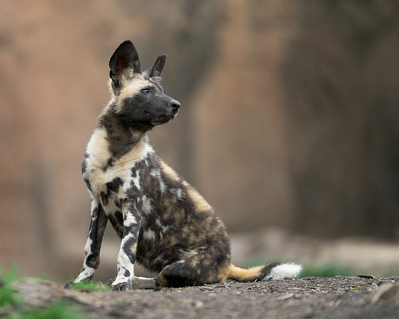 African Painted Dog