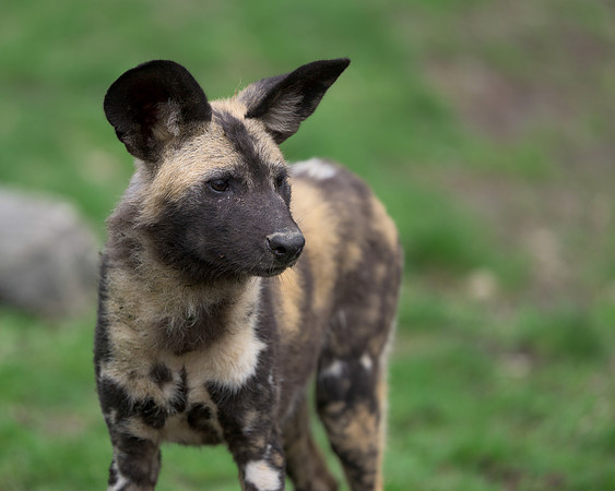 African Painted Dog