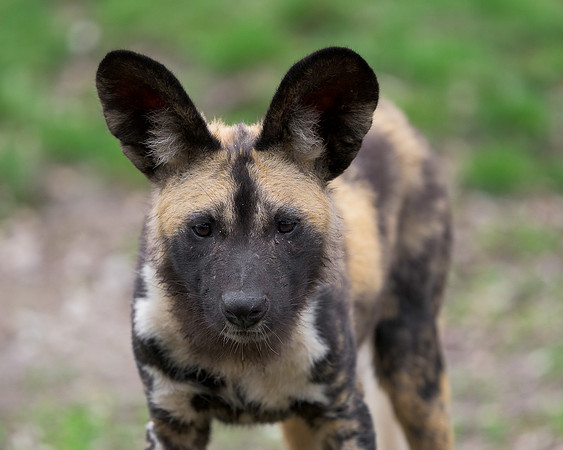African Painted Dog