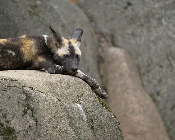 African Painted Dog
