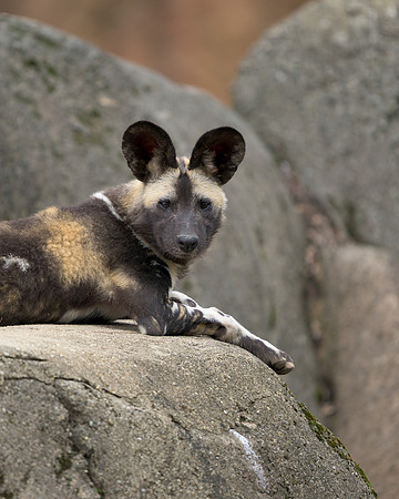 African Painted Dog