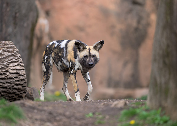 African Painted Dog
