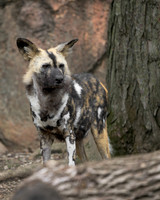 African Painted Dog