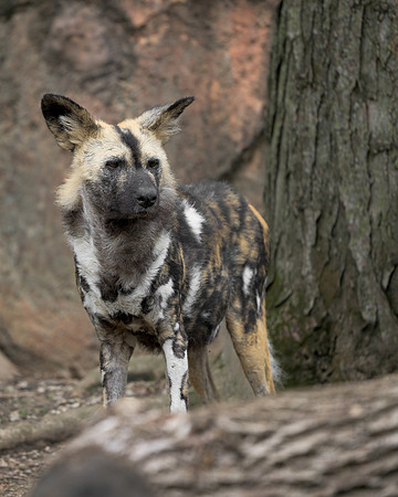 African Painted Dog