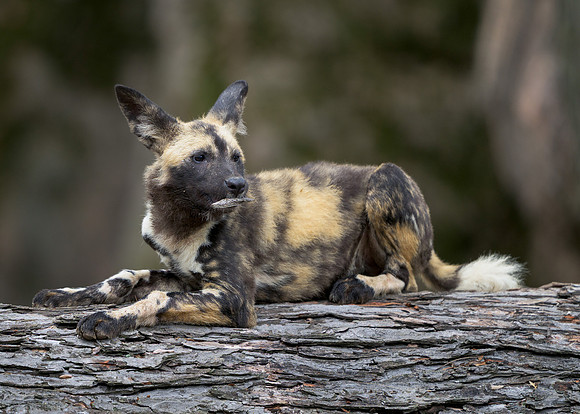 African Painted Dog