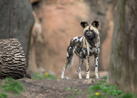 African Painted Dog