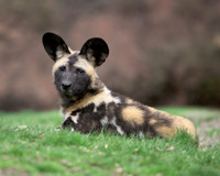 African Painted Dog