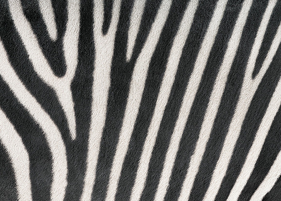 Zebra Stripes