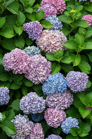Purple Rhododendrons