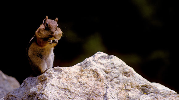 Chipmunk