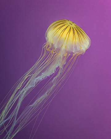 Jellyfish