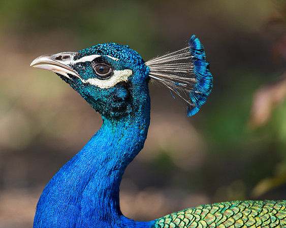 Peacock