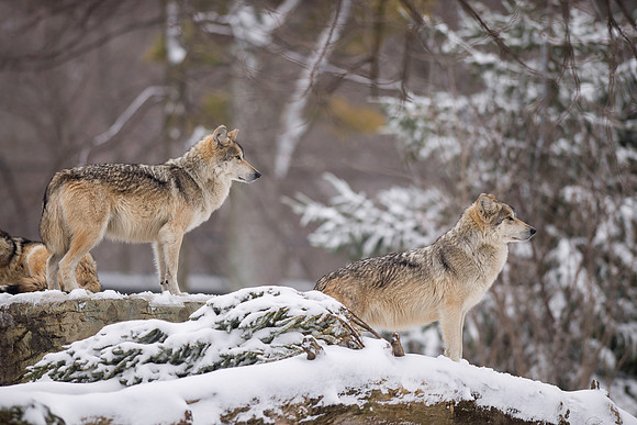 Mexican gray wolves