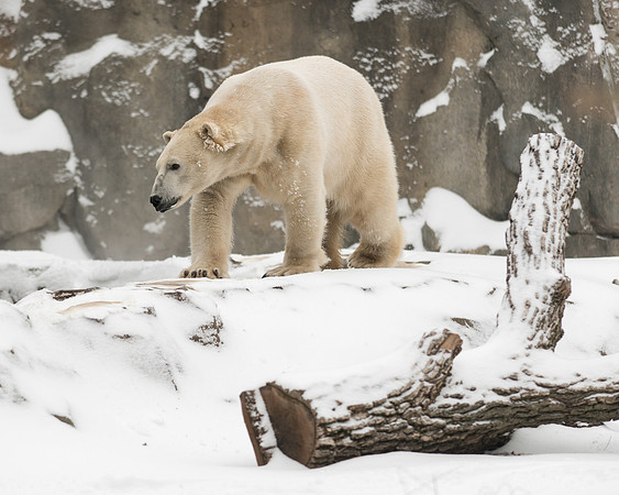 Polar bear