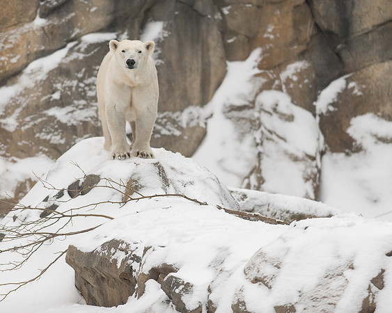 Polar bear
