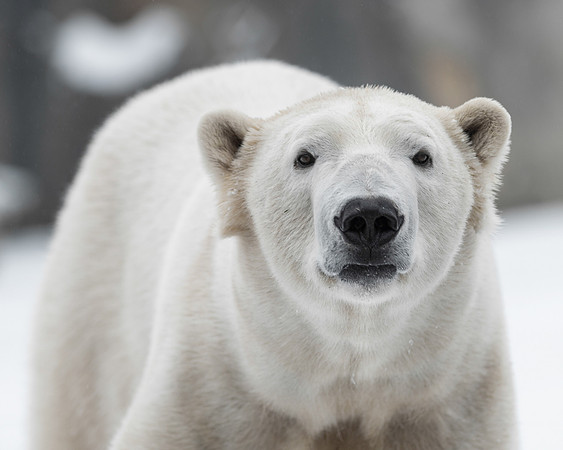 Polar bear