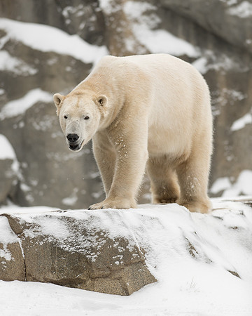 Polar bear