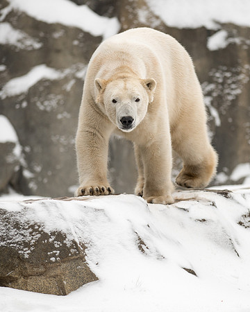 Polar bear
