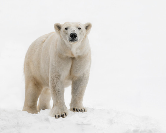 Polar bear