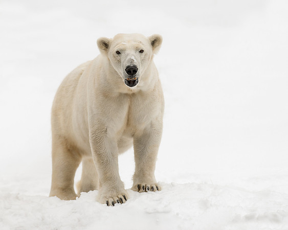 Polar bear