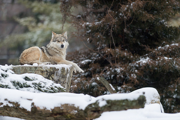 Mexican gray wolf
