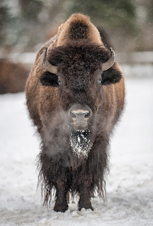 Bison