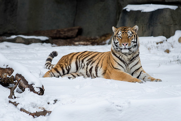 Amur tiger