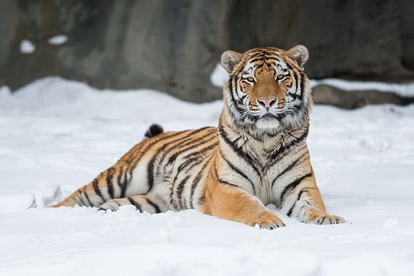 Amur tiger