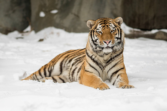 Amur tiger