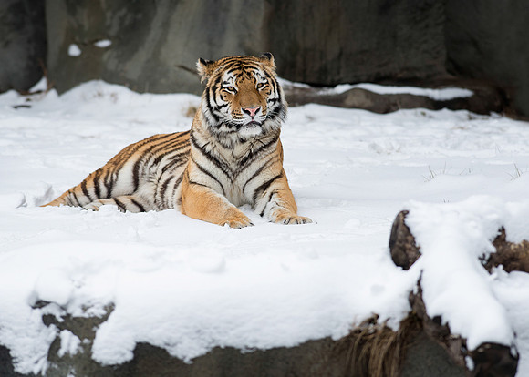Amur tiger