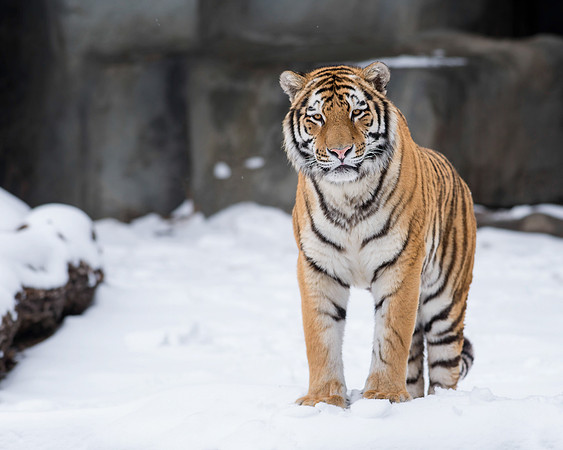 Amur tiger