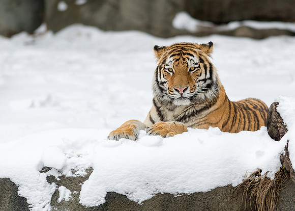 Amur tiger
