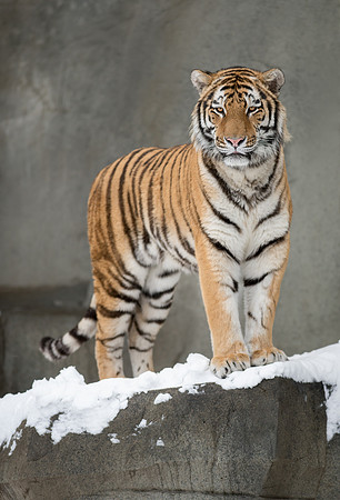 Amur tiger