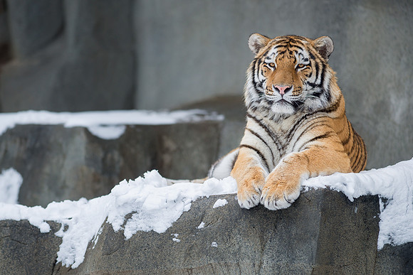 Amur tiger