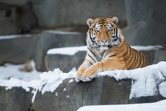 Amur tiger