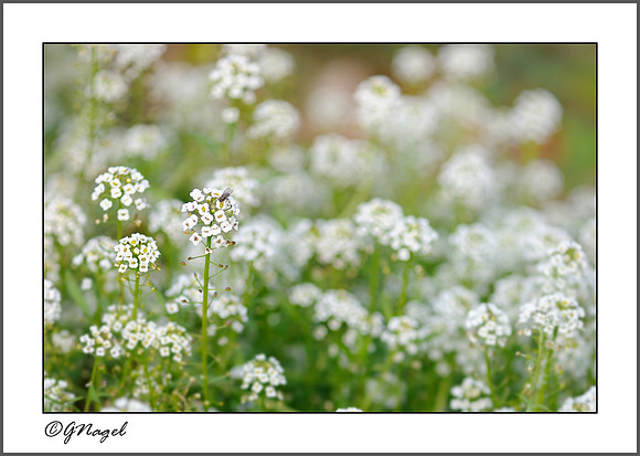 Fly on flower