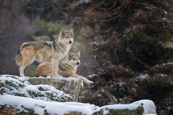 Mexican gray wolves