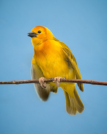 Taveta Golden Weaver