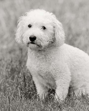 Max B&W version)
