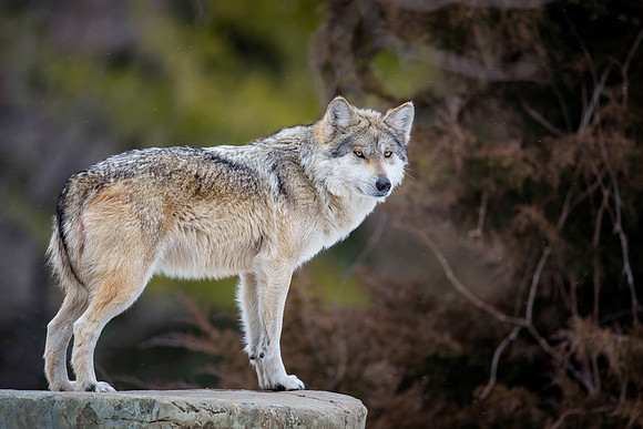 Mexican gray wolf