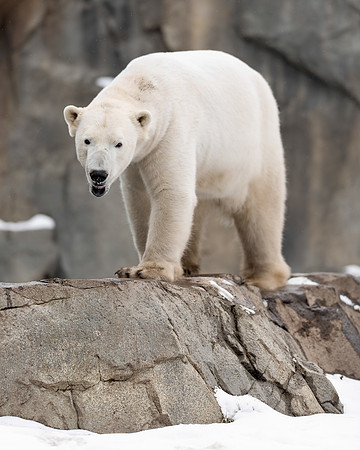 Polar bear