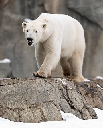Polar bear